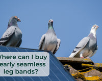 Where to Buy Yearly Leg Bands for Birds - BirdPal Avian Products, Inc.
