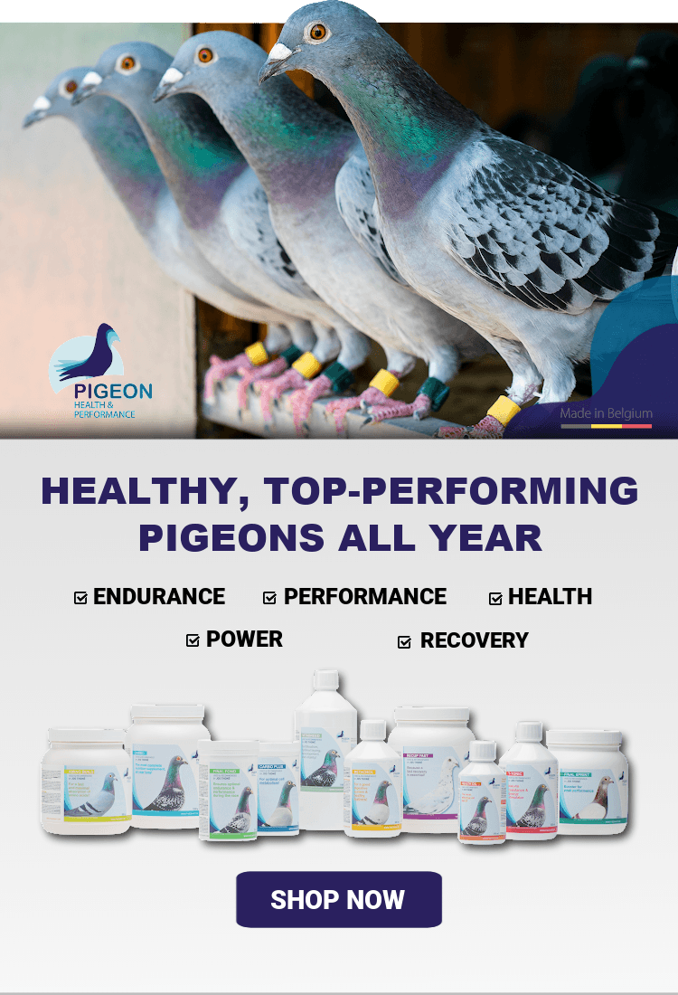 Pigeon Health and Performance racing pigeon supplements mobile banner image.