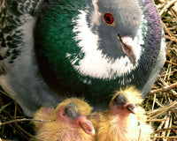 Is Calcium Needed in my Bird's Diet? - BirdPal Avian Products, Inc.