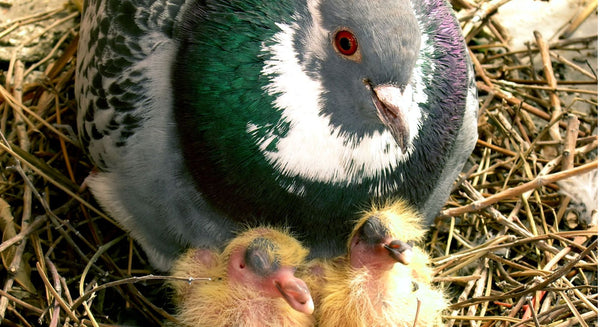 Is Calcium Needed in my Bird's Diet? - BirdPal Avian Products, Inc.