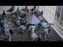 Cest Vitamix Pro - Complex Vitamins w/ Selenium for Pigeons