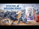 Cest Breeding Booster - Enhances Reproductive Performance in Pigeons