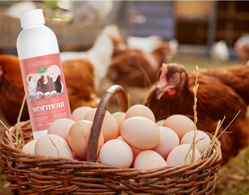 Wormout Laying Hen Solution - Liquid Levamisole
